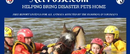 Are You Looking for Lost or Missing Horses/Pets Due to Louisiana Flooding? 